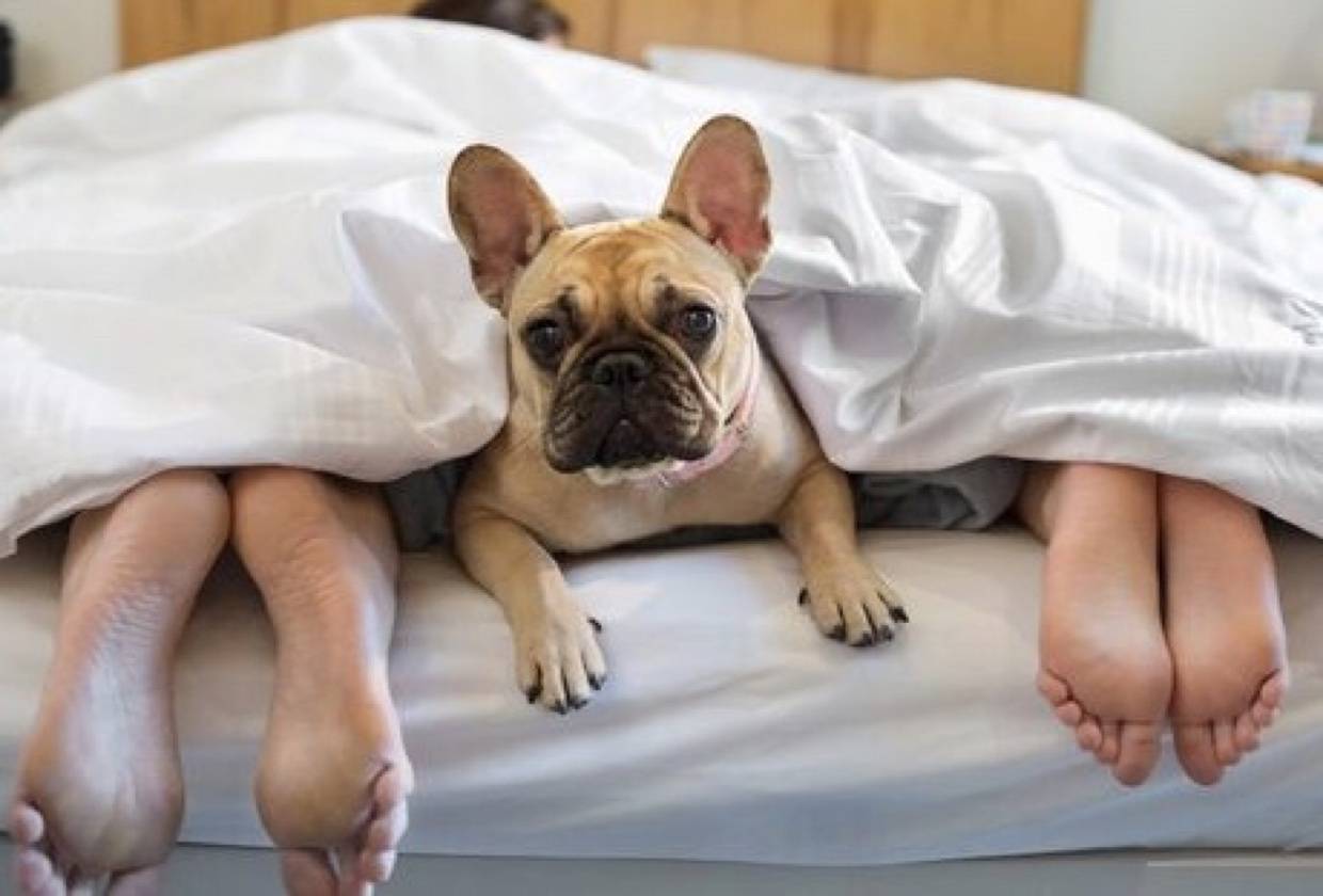 Можно ли спать с собакой в ​​постели?