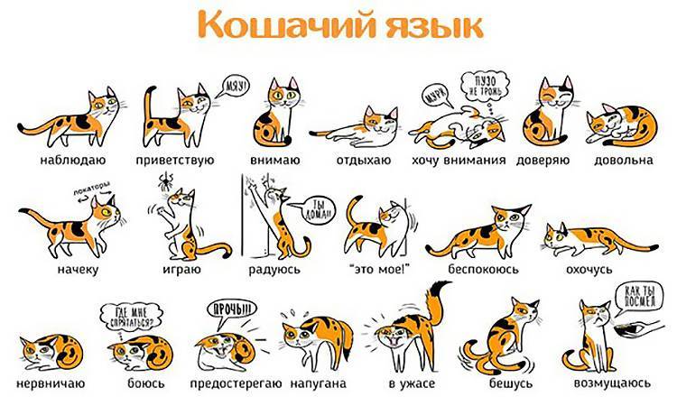 Кошачий язык, перевод на человеческий: как понять кошку, можно ли научить ее говорить?