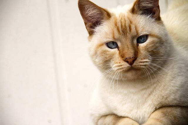 Почему у кошки или кота слезятся глаза?