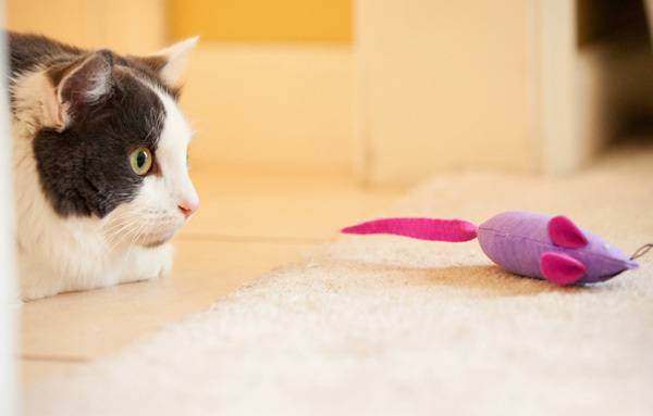 Как сделать игрушку для кошки своими руками — пищевая головоломка