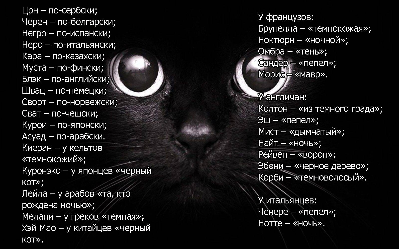 Как назвать сиамского кота - имена и клички для котенка мальчика