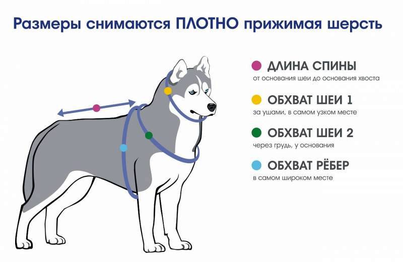 Как выбрать шлейку для собаки. советы владельцам