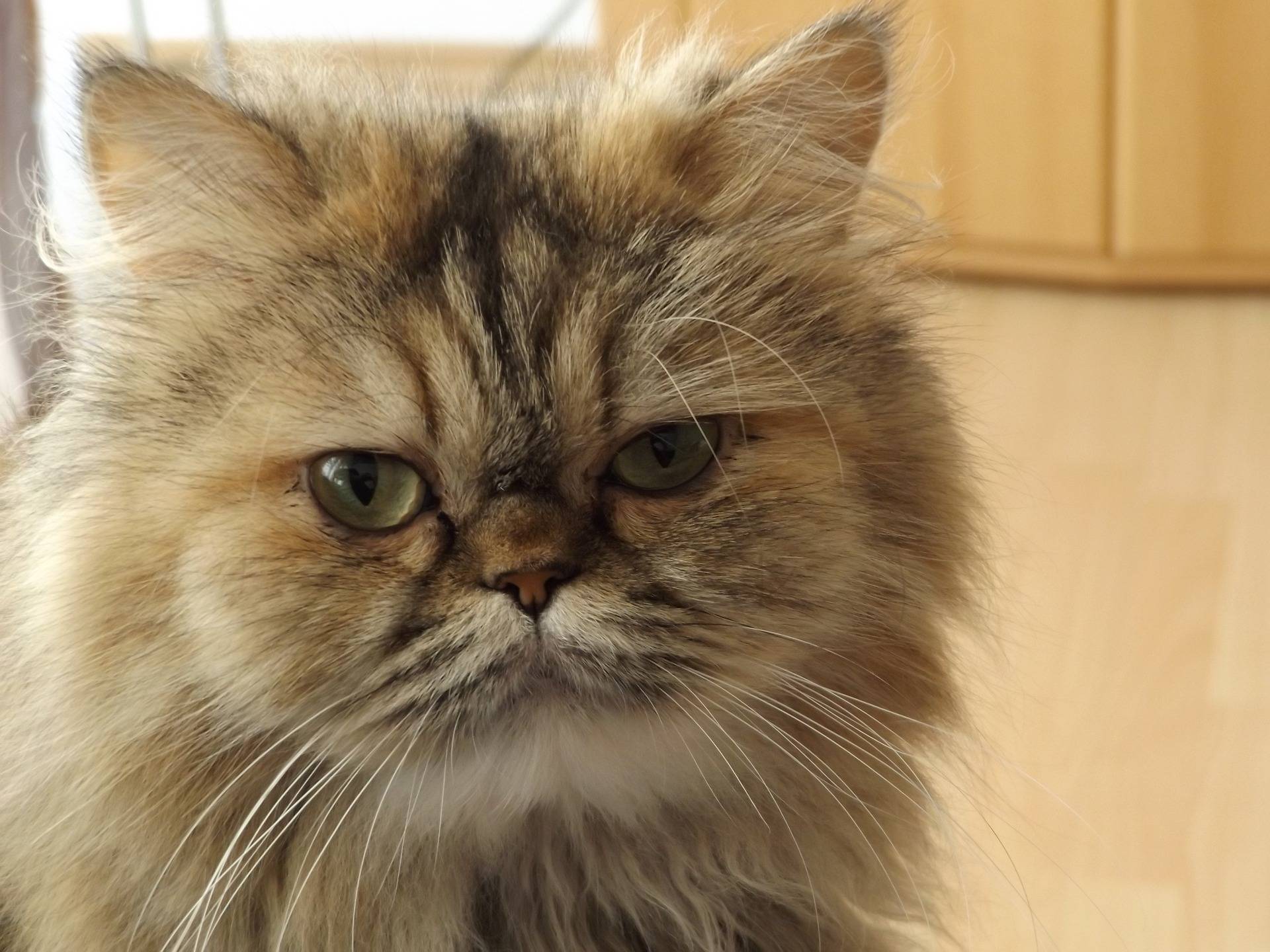 Персидская кошка: описание, характер, особенности ухода и фото ????