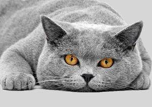 Кастрация британского кота. 6 причин почему нужно кастрировать