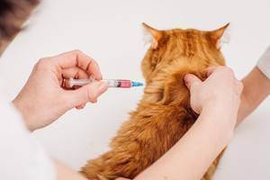 Зачем котятам нужны прививки