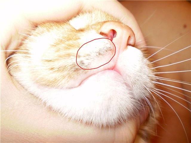 Гнойная рана на щеке у кота: чем вызвана и как лечить?