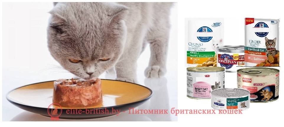 Правила питания, которые должен знать каждый владелец британской кошки - блог о кошках британской породы