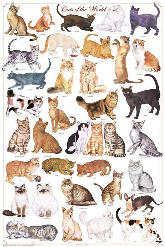 Рыжие коты: список короткошерстных и пушистых пород