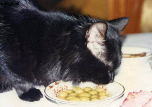 Почему коты любят оливки, маслины и масло