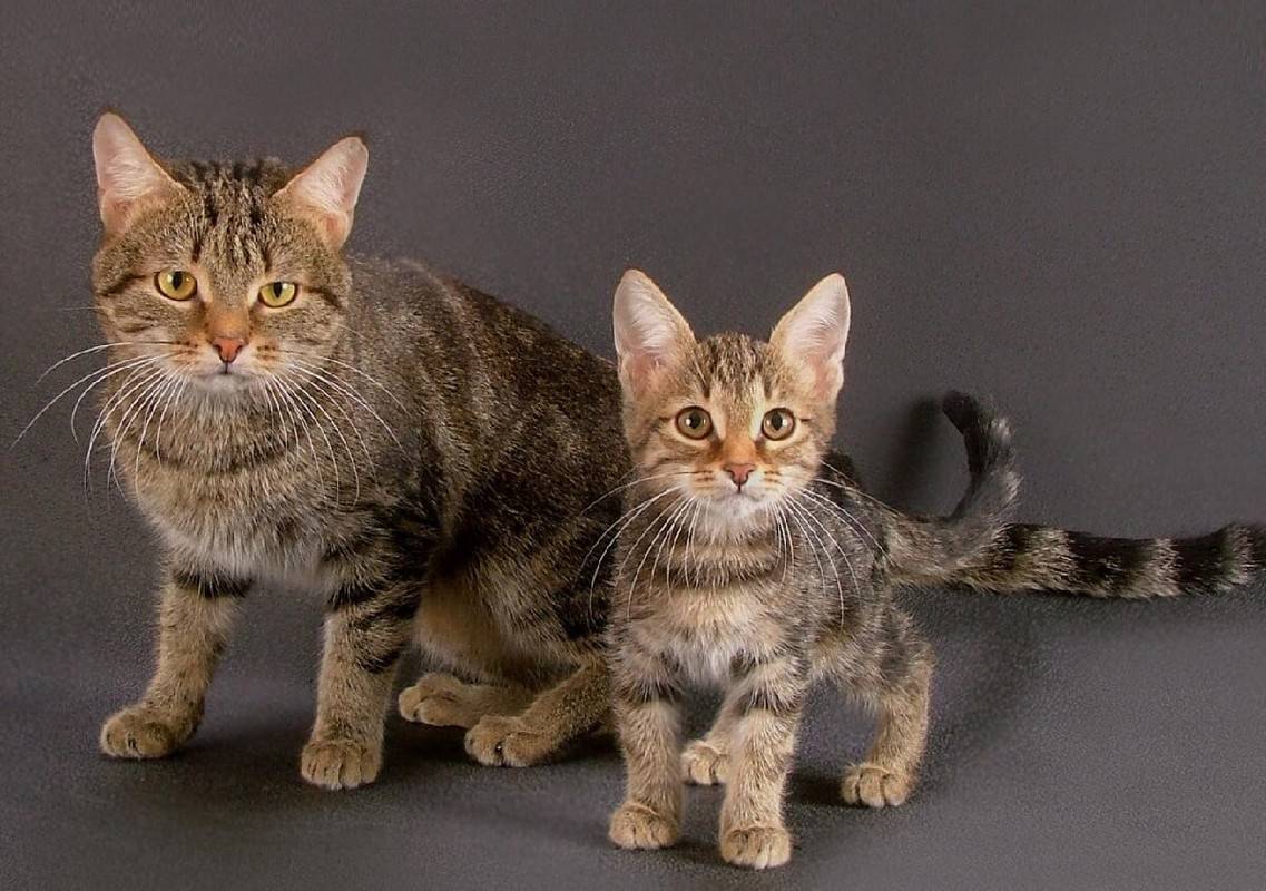 кошки короткошерстные породы фото