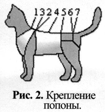 Попона для кошки: подробная инструкция о том как сшить и одеть