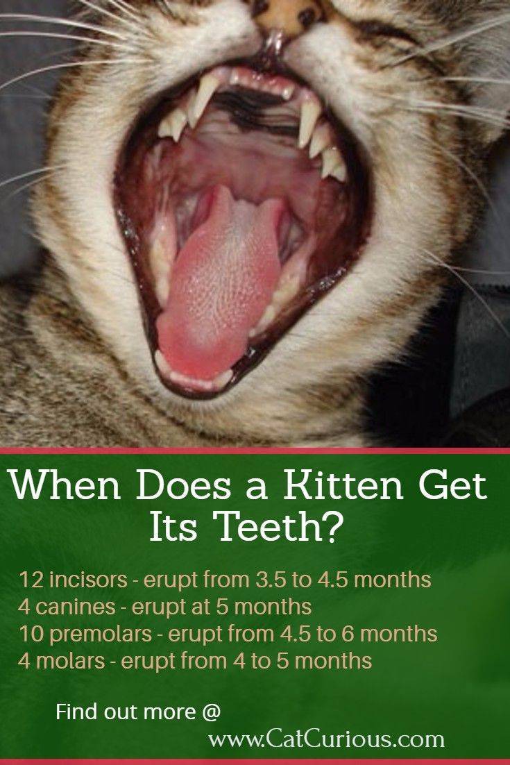 Сколько зубов у взрослой кошки — что нужно о них знать?