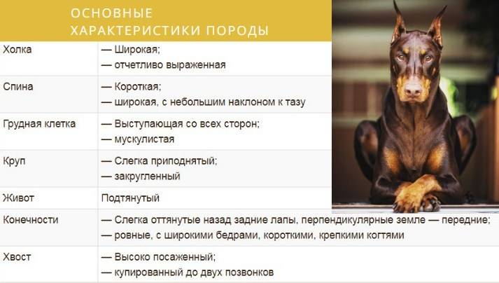 Доберман: характеристика породы, размеры, описание, содержание