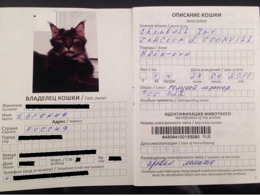 Документы на собаку: сертификаты за границу, паспорт, тест антитела