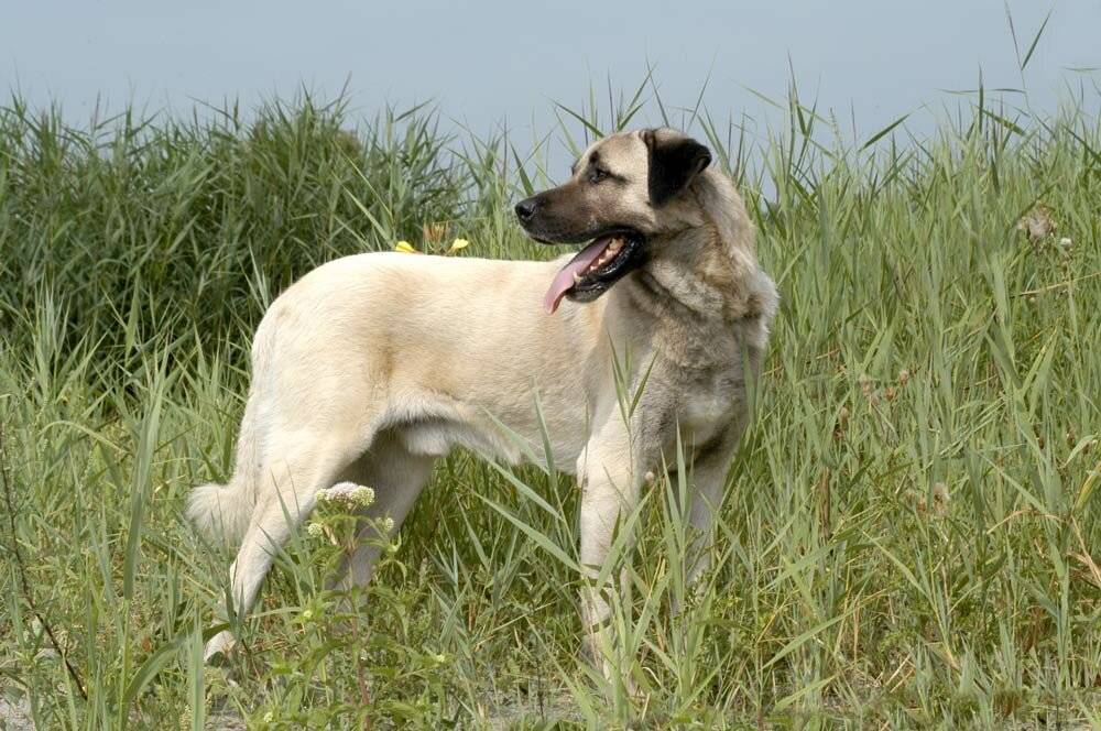 Собака акбаш - характеристика и описание породы турецкой овчарки