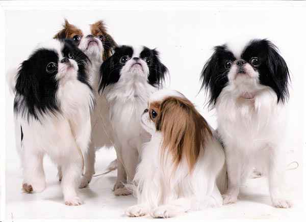 Японский хин — фото и описание собаки-компаньона