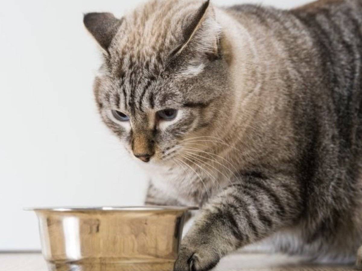 Кошка перестала кушать. Фото кот сидит с молоком. Фото стареющей кошки.