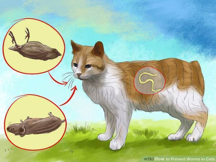 Что делать при глистах у кошки