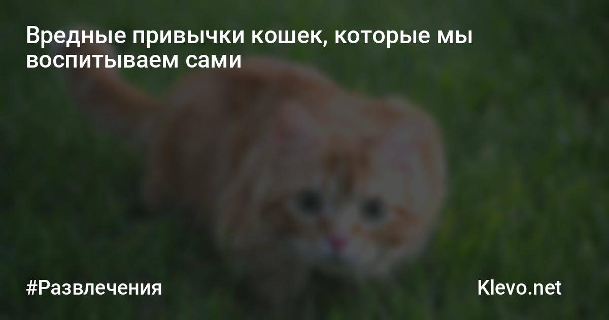 Чем опасная кошка для хозяина?