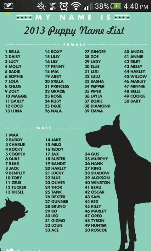 Английские клички для собак, имена для щенков мальчиков и девочек с переводом.