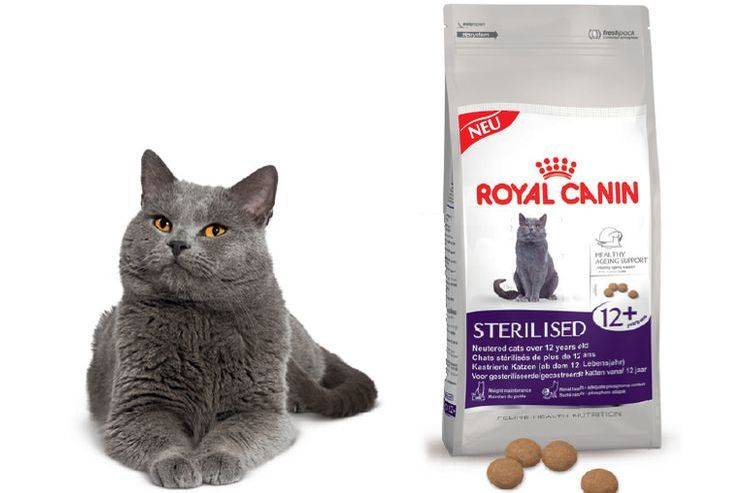 Сухой корм для кошек роял канин: лучшее качество в ценовой категории
