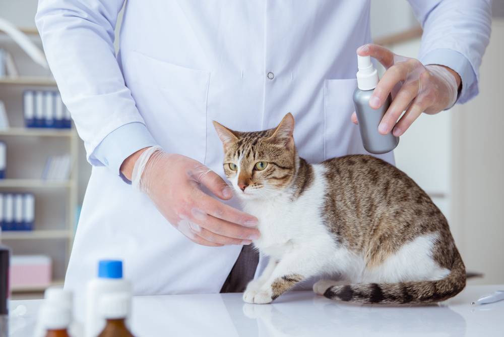 Разновидности и лечение грибка у кошек