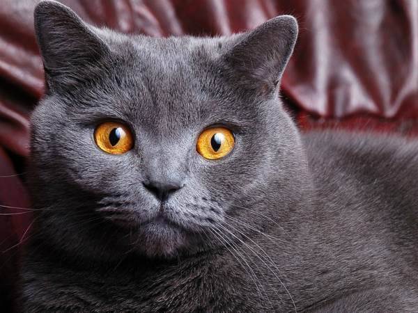 Сколько живут шотландские вислоухие кошки и от чего это зависит?