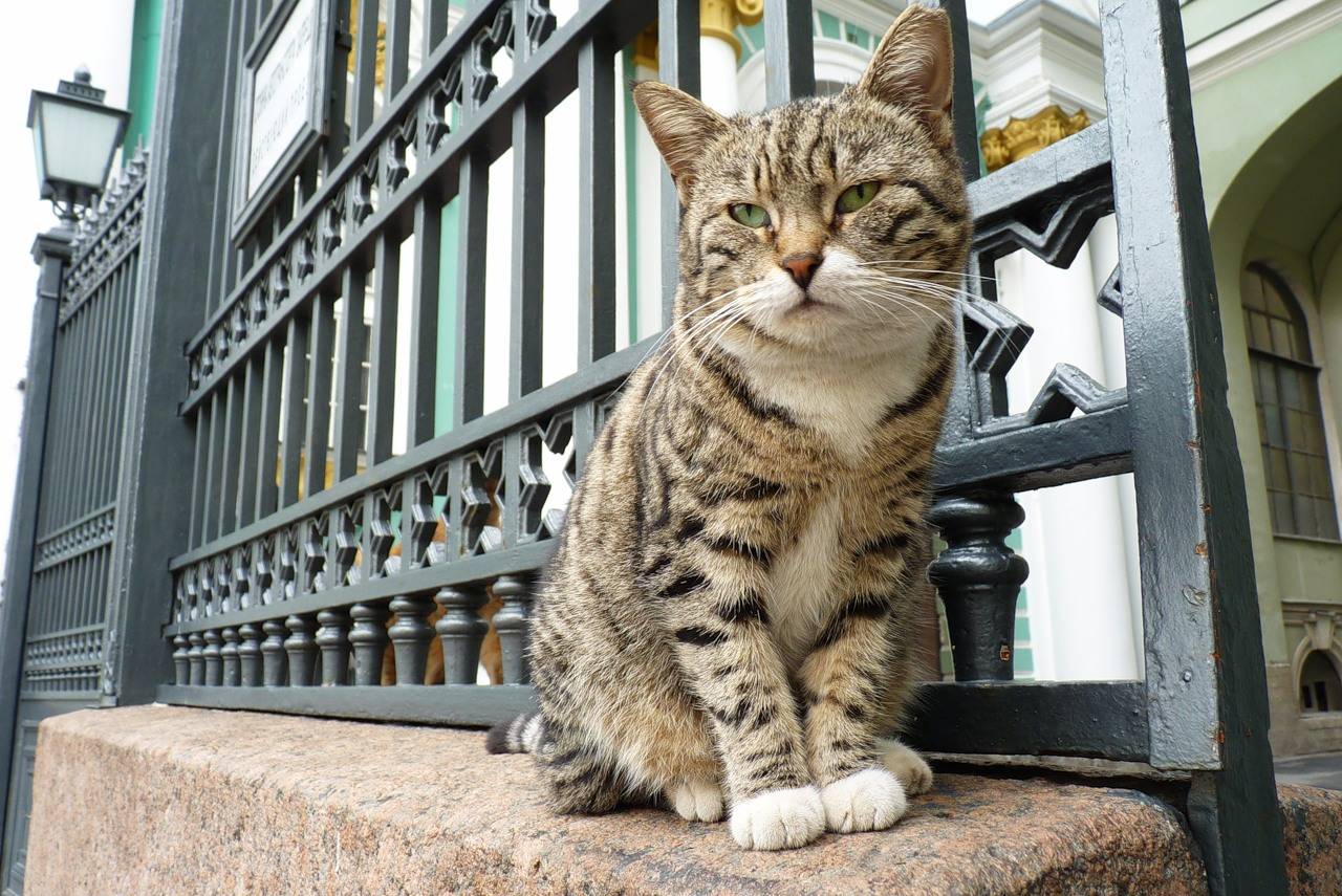 Стоит ли заводить котенка-британца? - запись пользователя александра (id1259351) в сообществе домашние животные в категории дети и животные - babyblog.ru