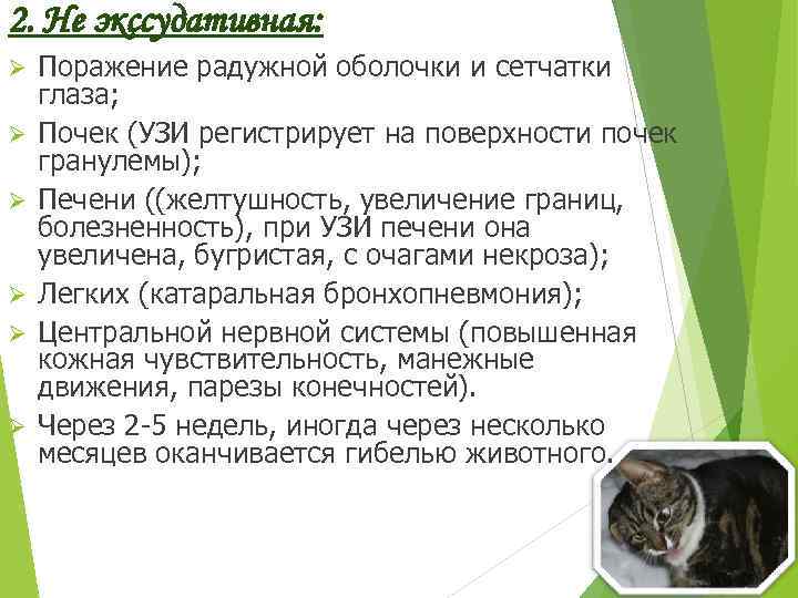 Перитонит у кошек: симптомы, лечение, причины заболевания и его разновидности (инструкция от а до я)