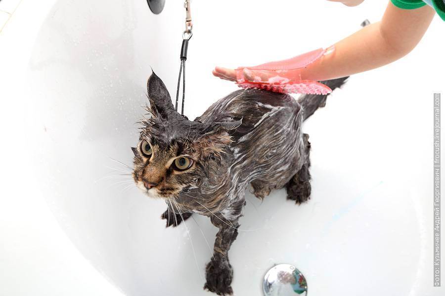 Как часто можно купать кошек и котов | сколько раз мыть