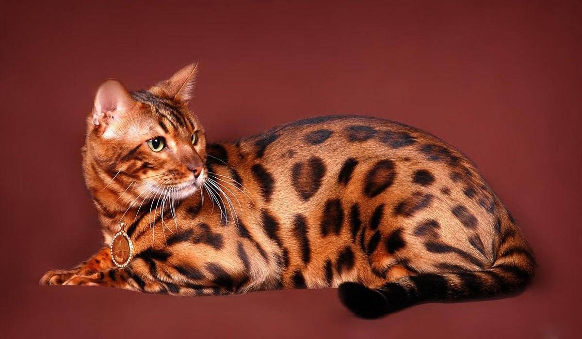 Бенгальская кошка: фото, описание породы, характер и особенности ухода