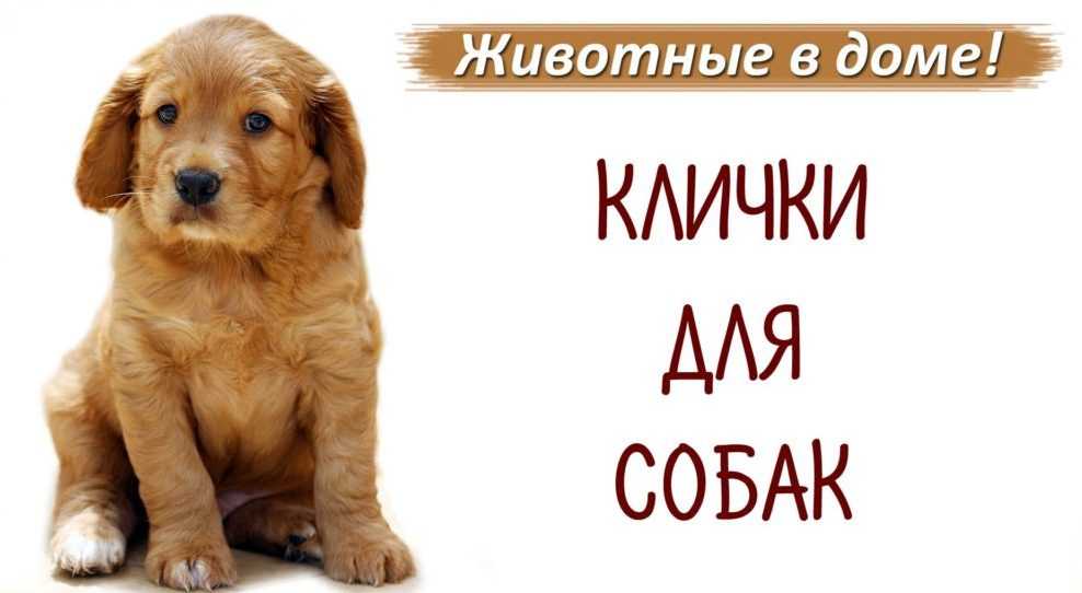 Русские клички для собак