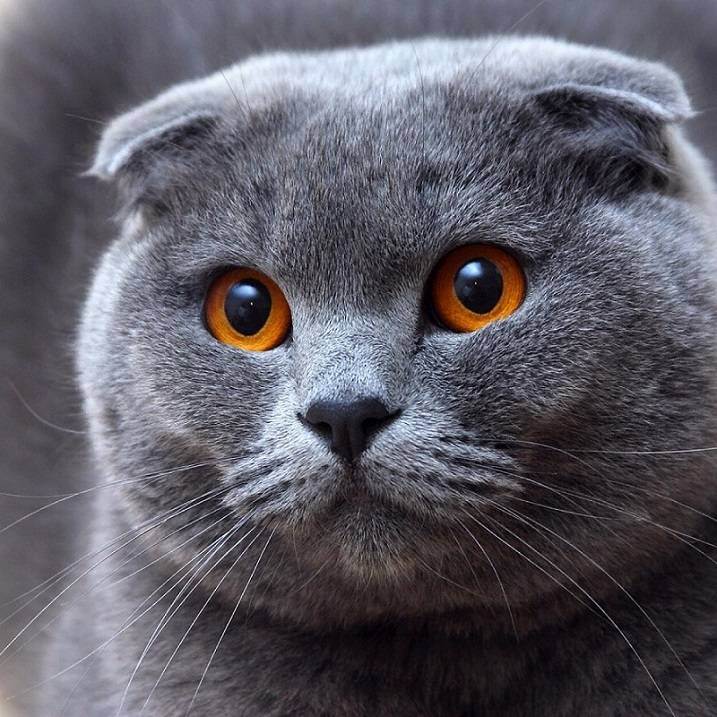 Характер шотландских вислоухих кошек (скоттиш фолд)