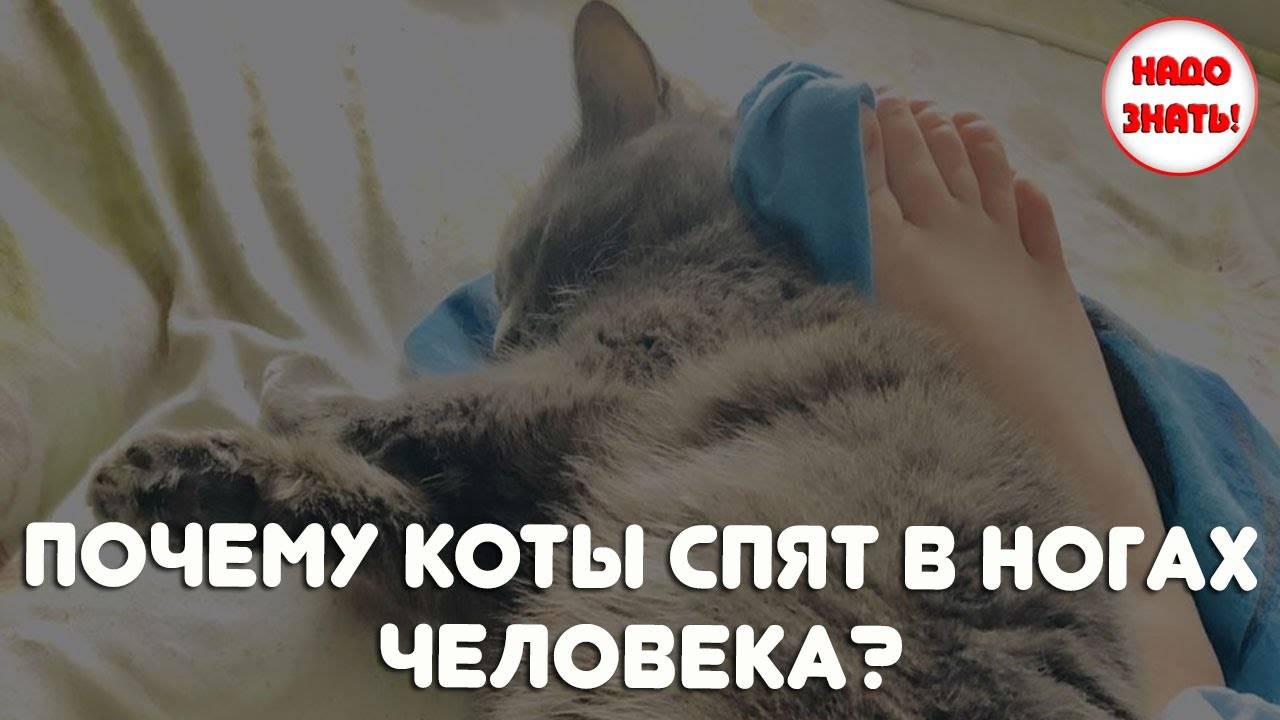Почему кошки спят в ногах человека, кот ложится сверху на ноги человеку по 5 причинам