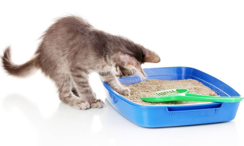 Почему котенок или взрослая кошка ест комкующийся или силикагелевый наполнитель для туалета, что делать?