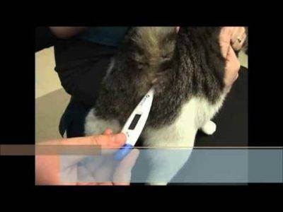 Как измерить температуру кошке