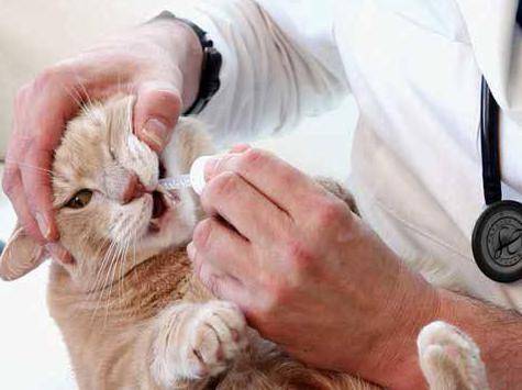 Эффективные антибиотики для кошек. дозировки, побочные эффекты. какие антибиотики можно давать коту? цефалоспорины для кошек - новая медицина
