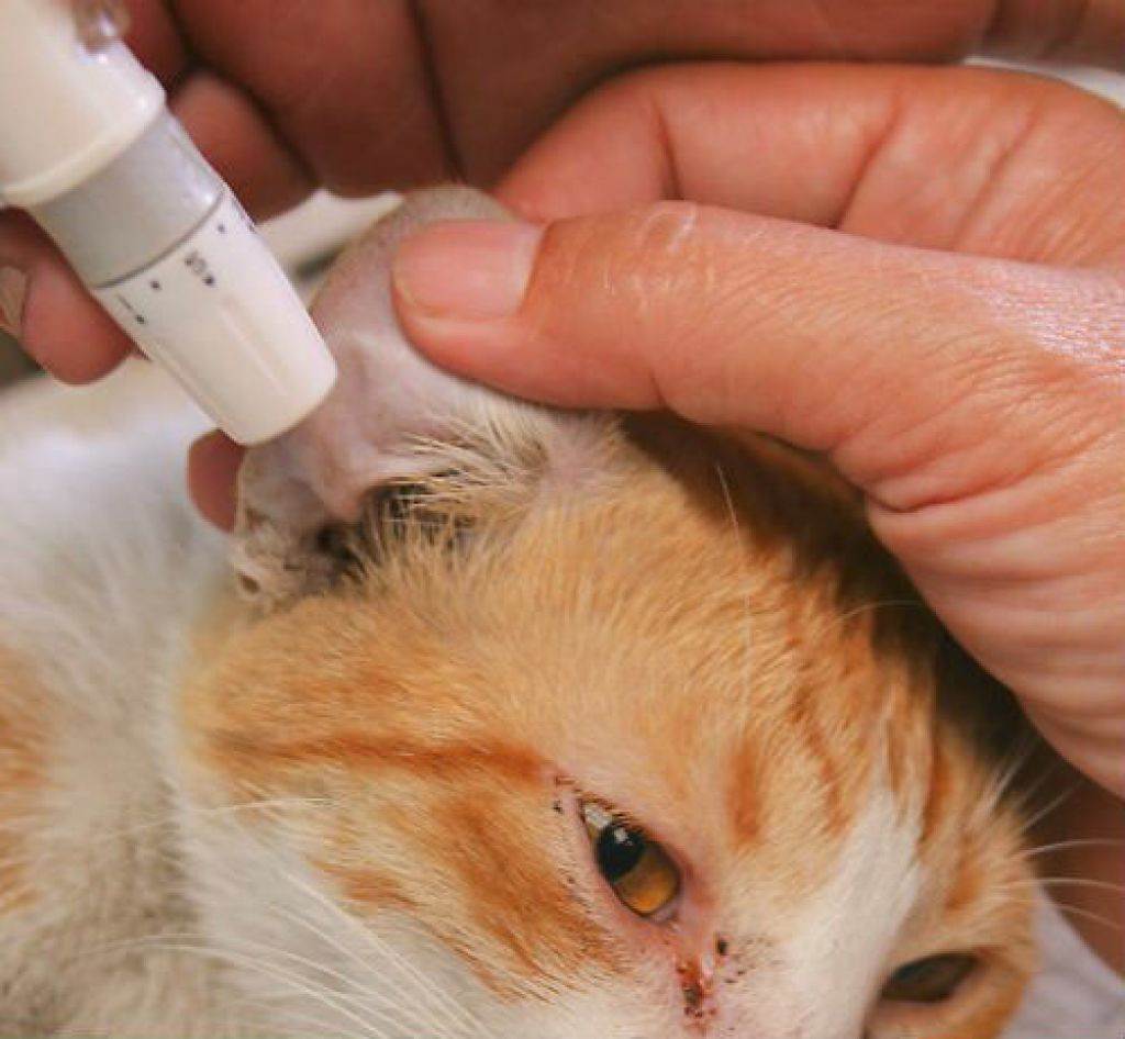 Глюкоза у кошек – опасны ли отклонения от нормы
