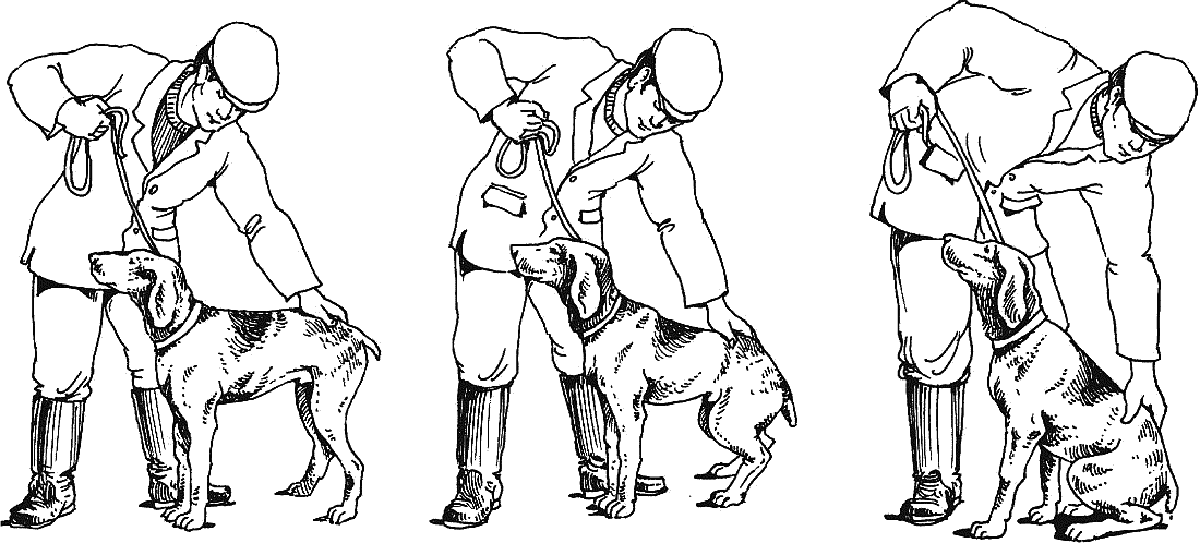 Общий курс дрессировки собак