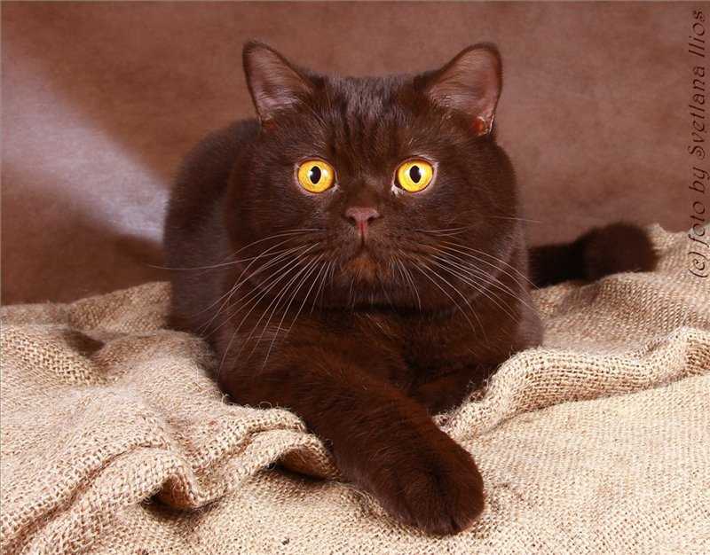 Окрасы шерсти британской кошки