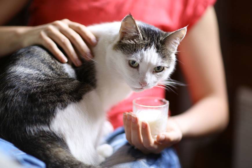 Можно или нельзя давать коровье молоко котятам и взрослым кошкам, полезно оно или нет?