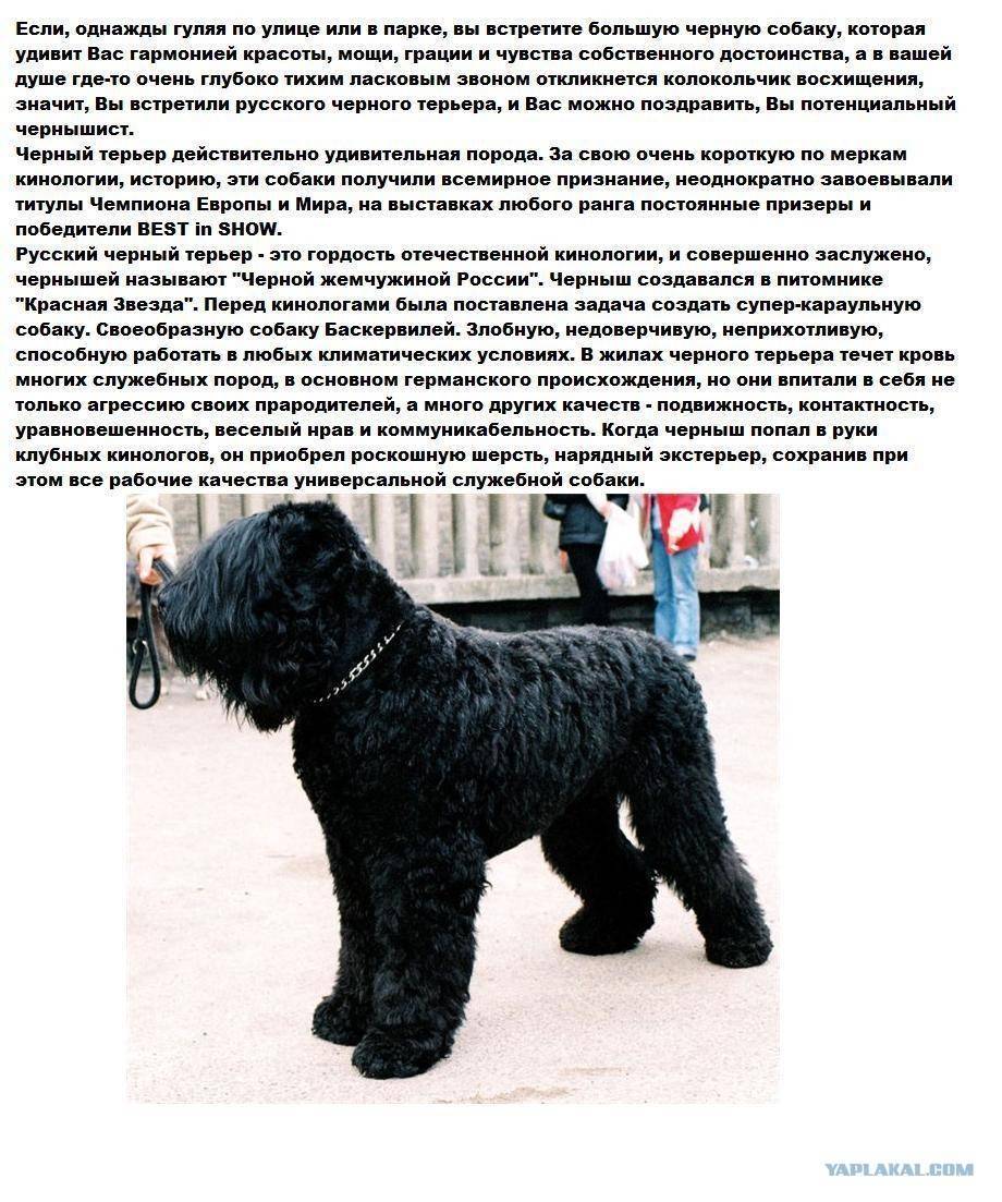 Собака большой русский черный терьер: особенности породы и описание характера
