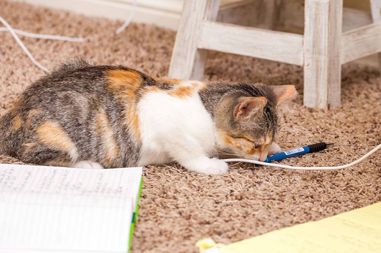 Как отучить котенка грызть провода, обувь, предметы. как защитить провода от кошки и отучить ее их грызть как защитить провода от кота