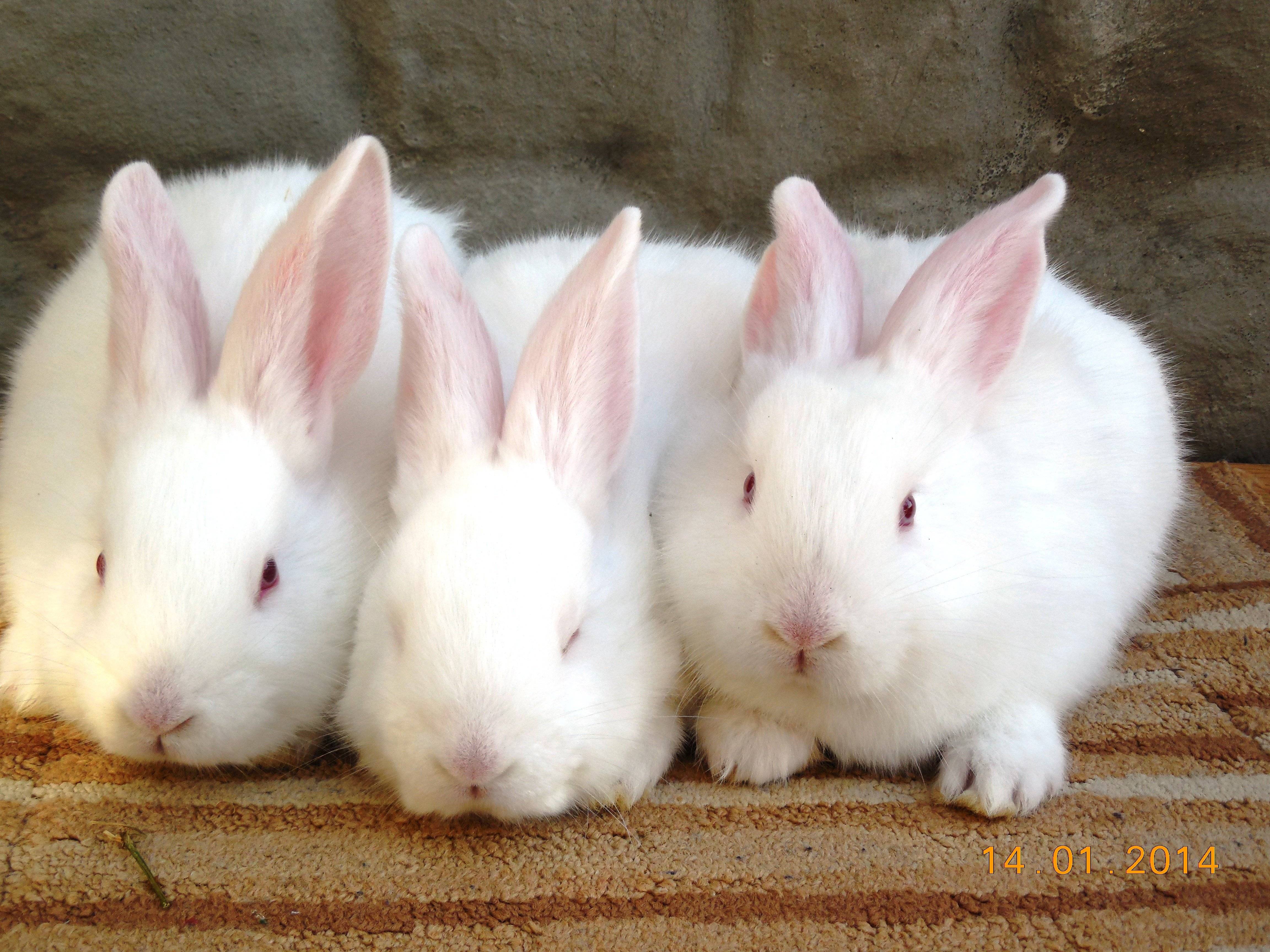 Кролик белый паннон: характеристика и описание породы
