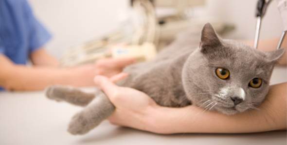 Течение и терапия ринотрахеита у кошек