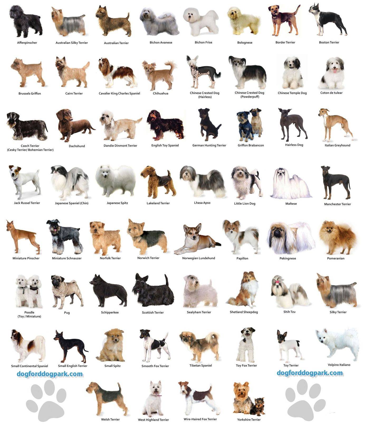 Английские породы собак: полный обзор с фотографиями и названиями