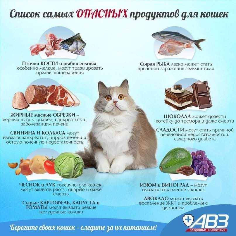 Почему человеческая еда вредна для кошек?