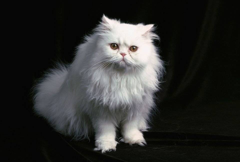 Персидская кошка: описание породы и характера, особенности ухода, цена, фото