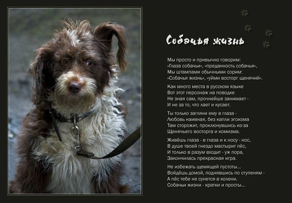 Неудобные собаки: 10 популярных пород, от которых часто отказываются россияне | вояжист