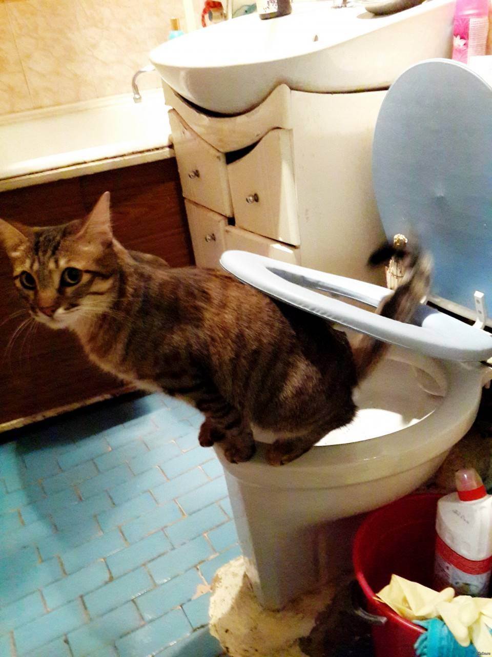 Закрытый туалет для кошек: обзор моделей и рекомендации по выбору